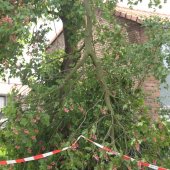 Tak van boom gewaaid Gouderegenstraat Noordwijk